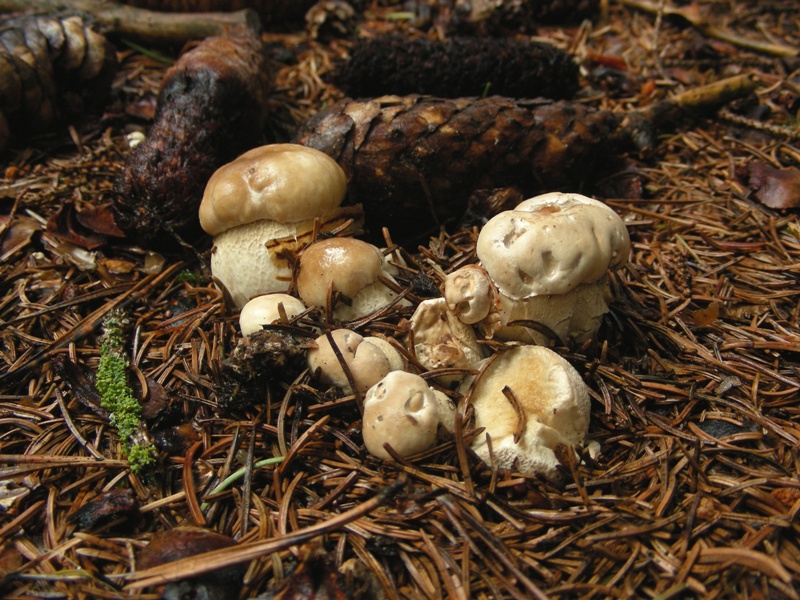 Boletus edulis parassitato